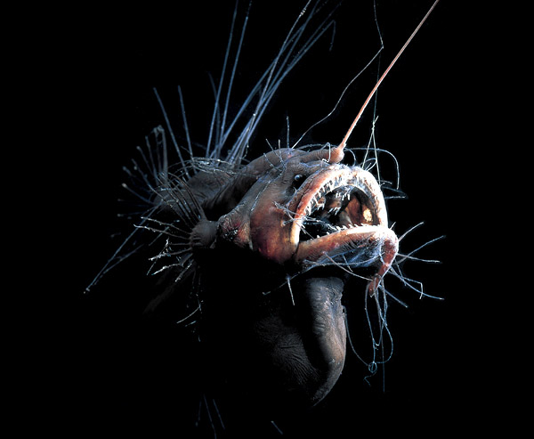 fanfin-seadevil.jpg